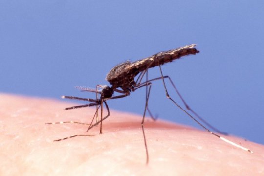 Anopheles albimanus, a malaria vector