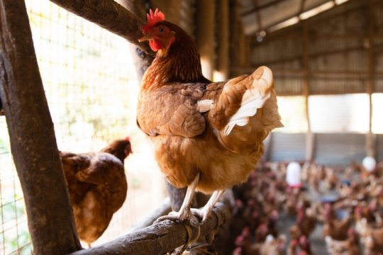 Chicken coop in Uganda