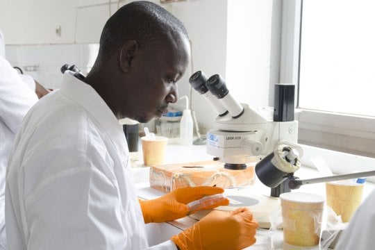Harouna working in the MRCG insectary