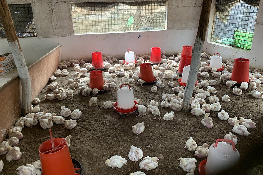 A poultry farm in Senegal