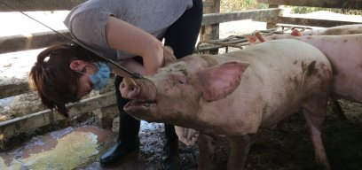 Pig in Cambodia