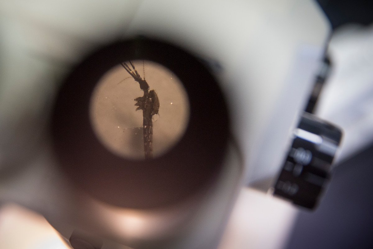A dissected mosquito is pictured through a microscope at a laboratory in Universiti Malaysia Sabah. Credit: Joshua Paul/LSHTM