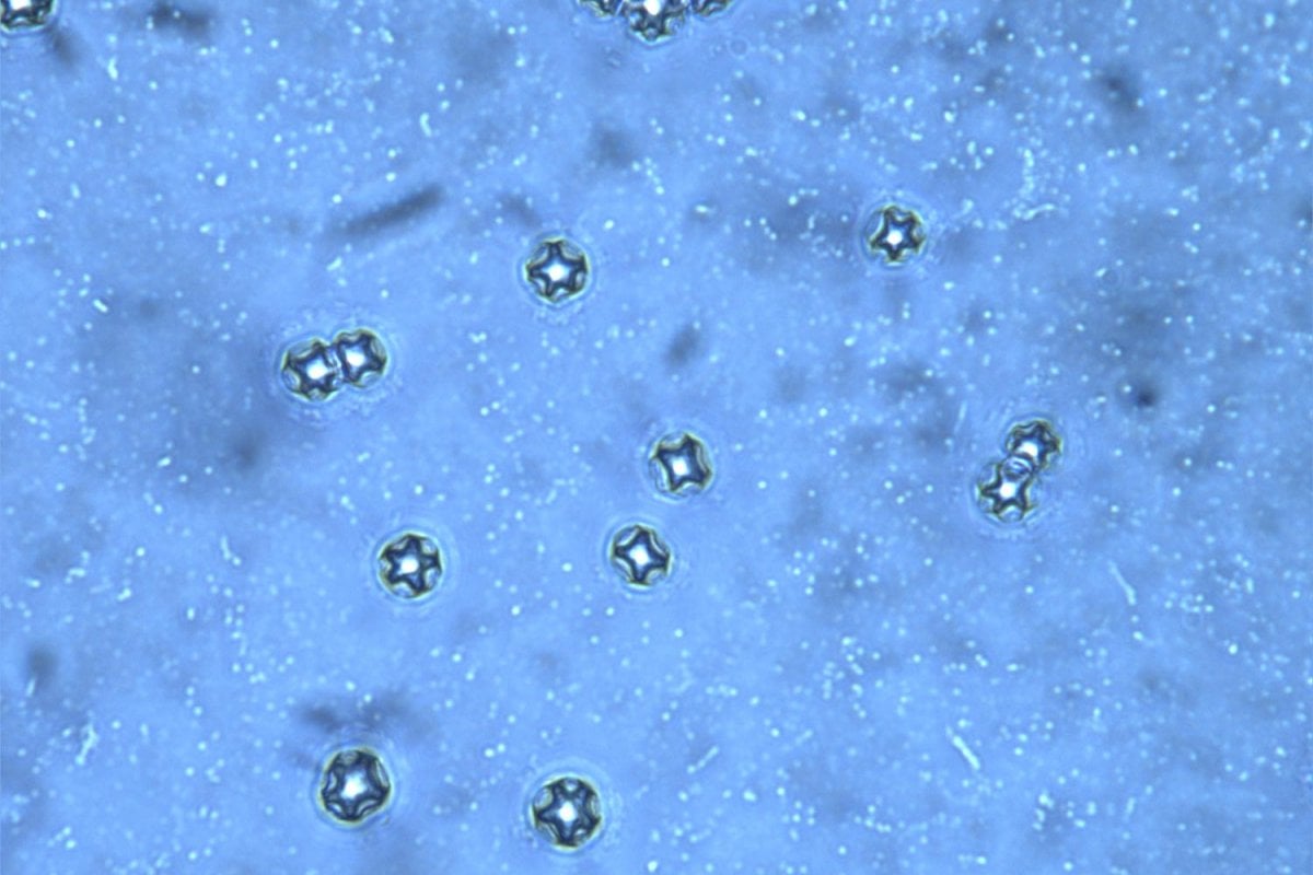 Diagnostic Parasitology Laboratory | Teaching and Diagnostic Unit