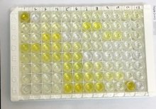 -	Example of completed serological test (ELISA) where yellow colour change indicates seropositivity