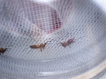 “Some of the mosquitoes are very beautiful.” - Dr Mojca Kristan, Assistant Professor at LSHTM