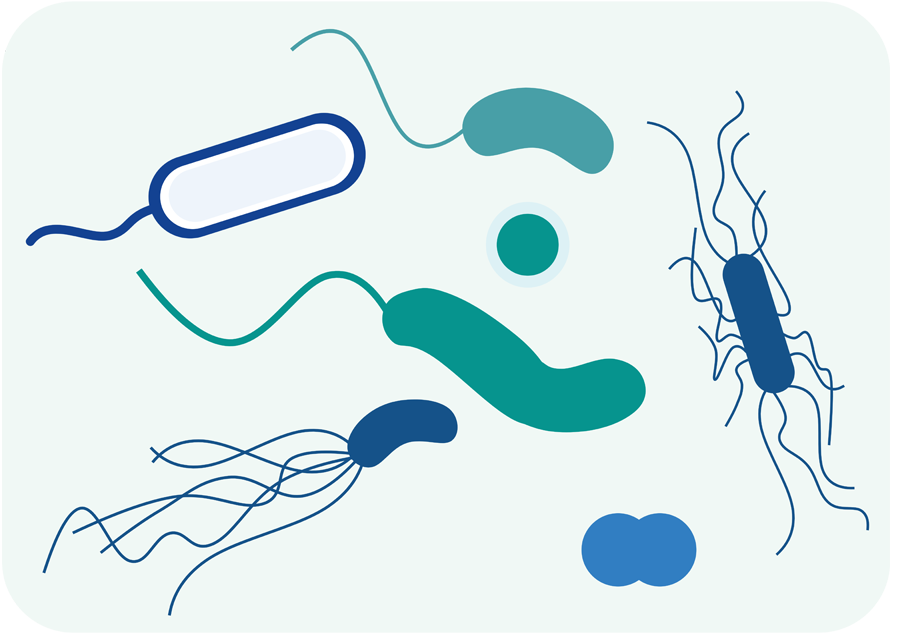 illustration of bacteria